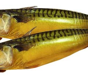 Рыба скумбрия с головой